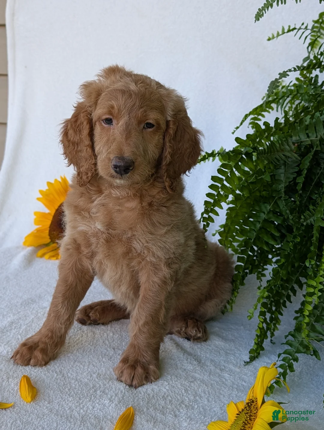 Goldendoodle dogs for sale: Lou - Ad 1