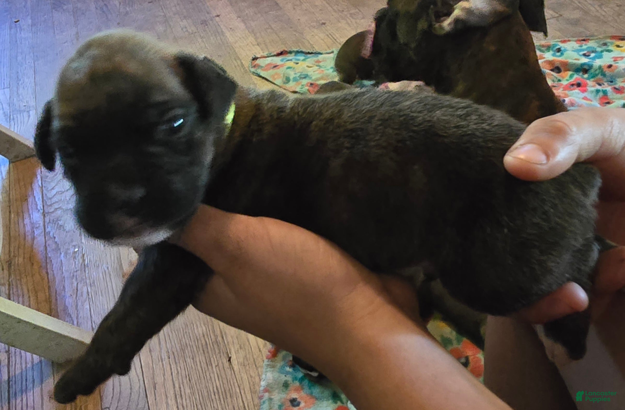 Boxer dogs Boxer Puppy 2 - Ad 2