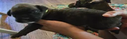Boxer dogs for sale: Boxer Puppy 2 - Ad 2