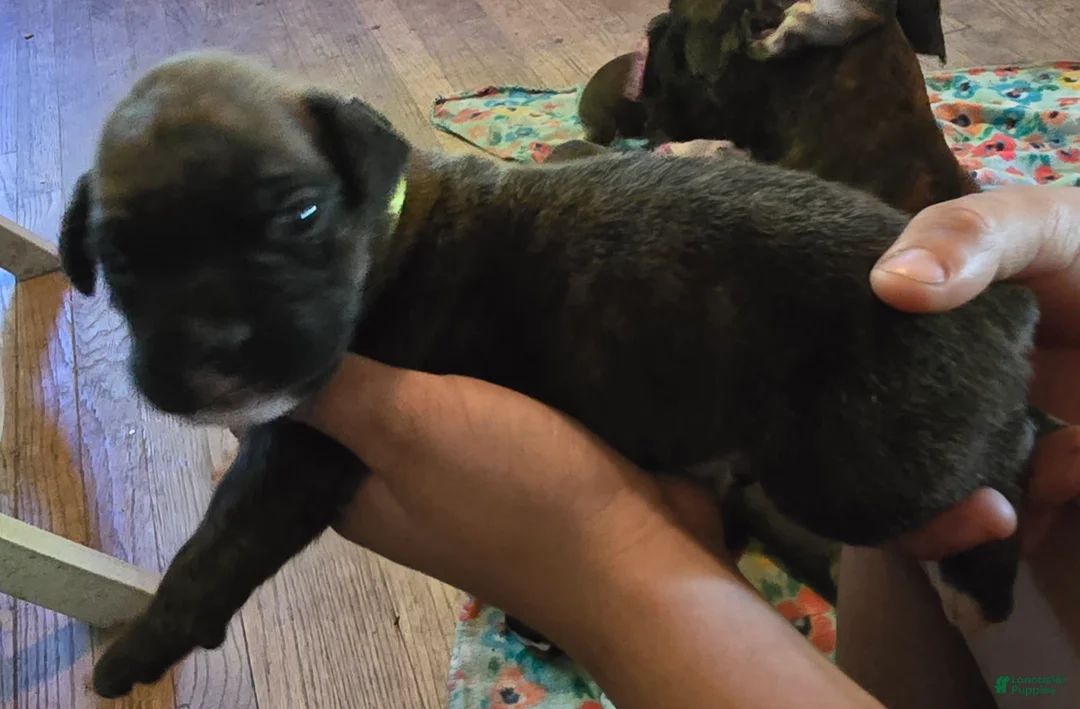 Boxer dogs for sale: Boxer Puppy 2 - Ad 2