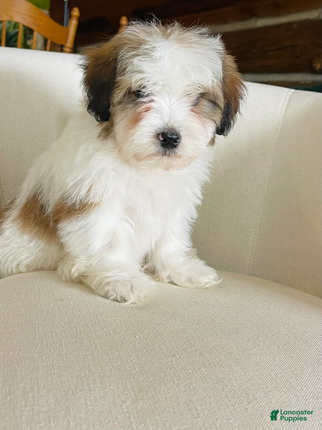 Mixed Breed dogs for sale: “ Bentley “ SPRING BREAK SALE - Ad 5