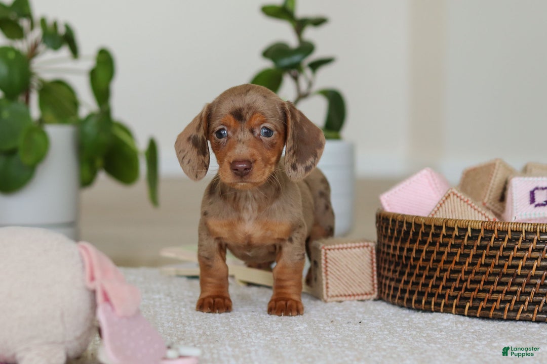 Miniature Dachshund dogs for sale: Bella - Ad 1