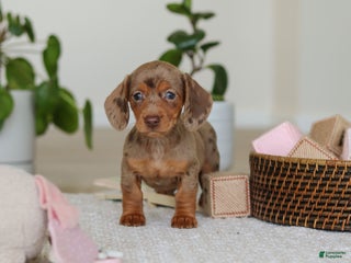 Miniature Dachshund dogs Bella - Ad 39