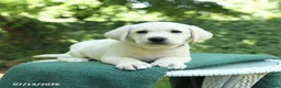 Labrador Retriever dogs for sale: Twila - Ad 3