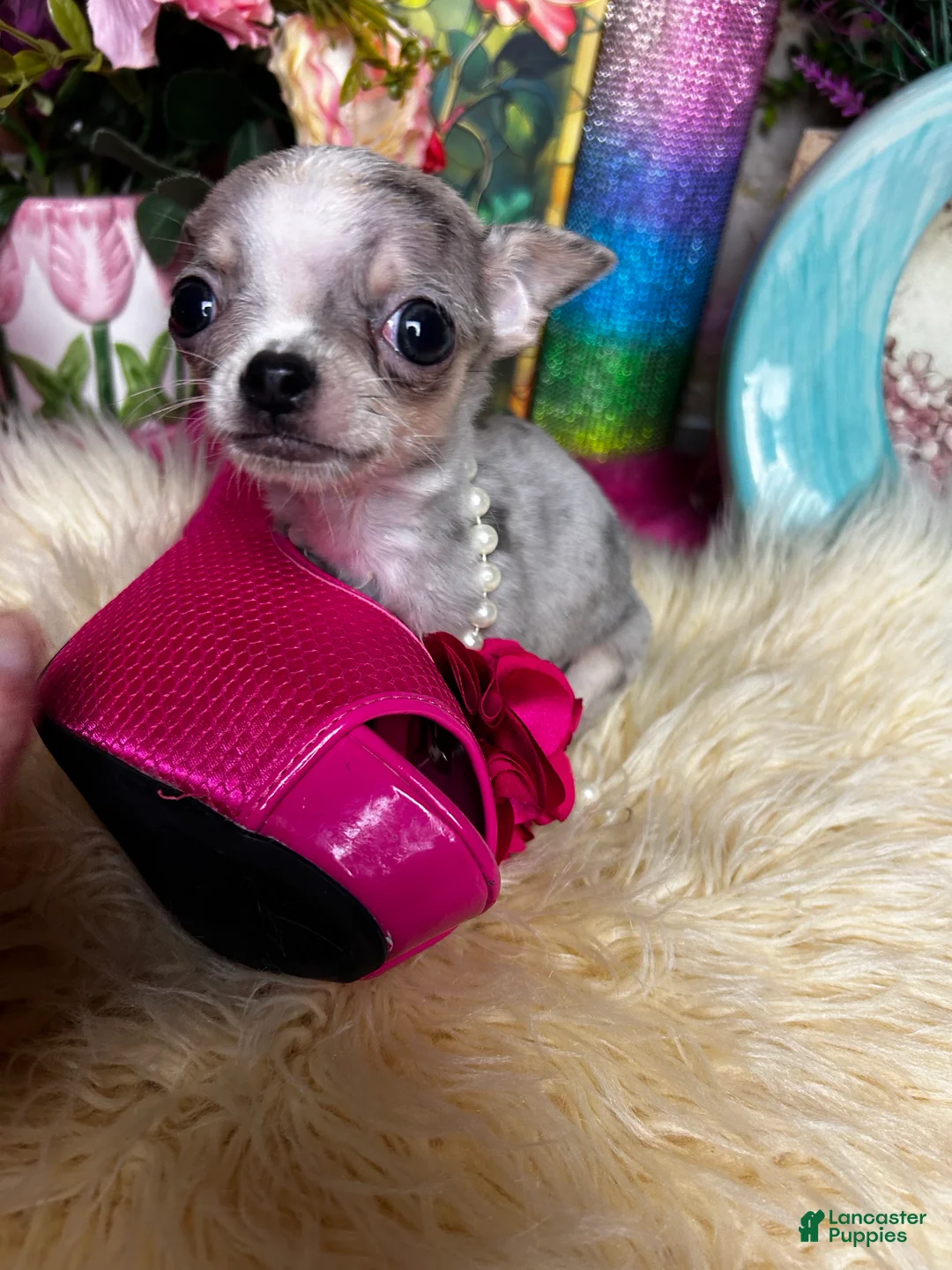 Chihuahua dogs for sale: Debs Chihuahuas California GIZMO - Ad 1