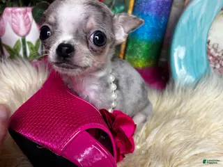 Chihuahua dogs for sale: Debs Chihuahuas California GIZMO - Ad 3