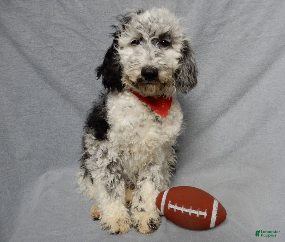 Sheepadoodle dogs for sale: Panda (medium) - Ad 3