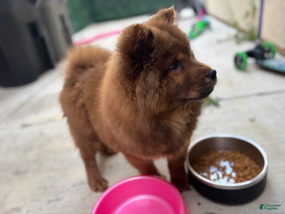 Chow Chow dogs for sale: Chow Chow Puppy 1 - Ad 2