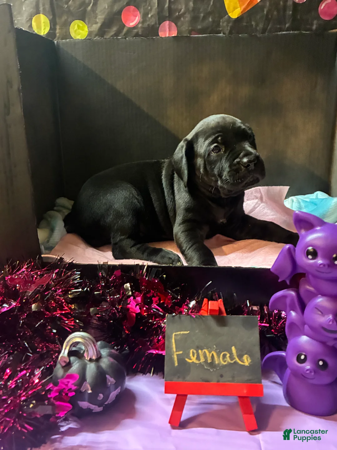 Cane Corso dogs for sale: Cane Corso 4 - Ad 2