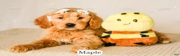 Goldendoodle dogs for sale: Maple - Ad 11