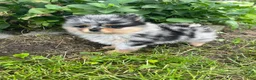 Pomeranian dogs for sale: Bandit Merle tricolor  - Ad 3