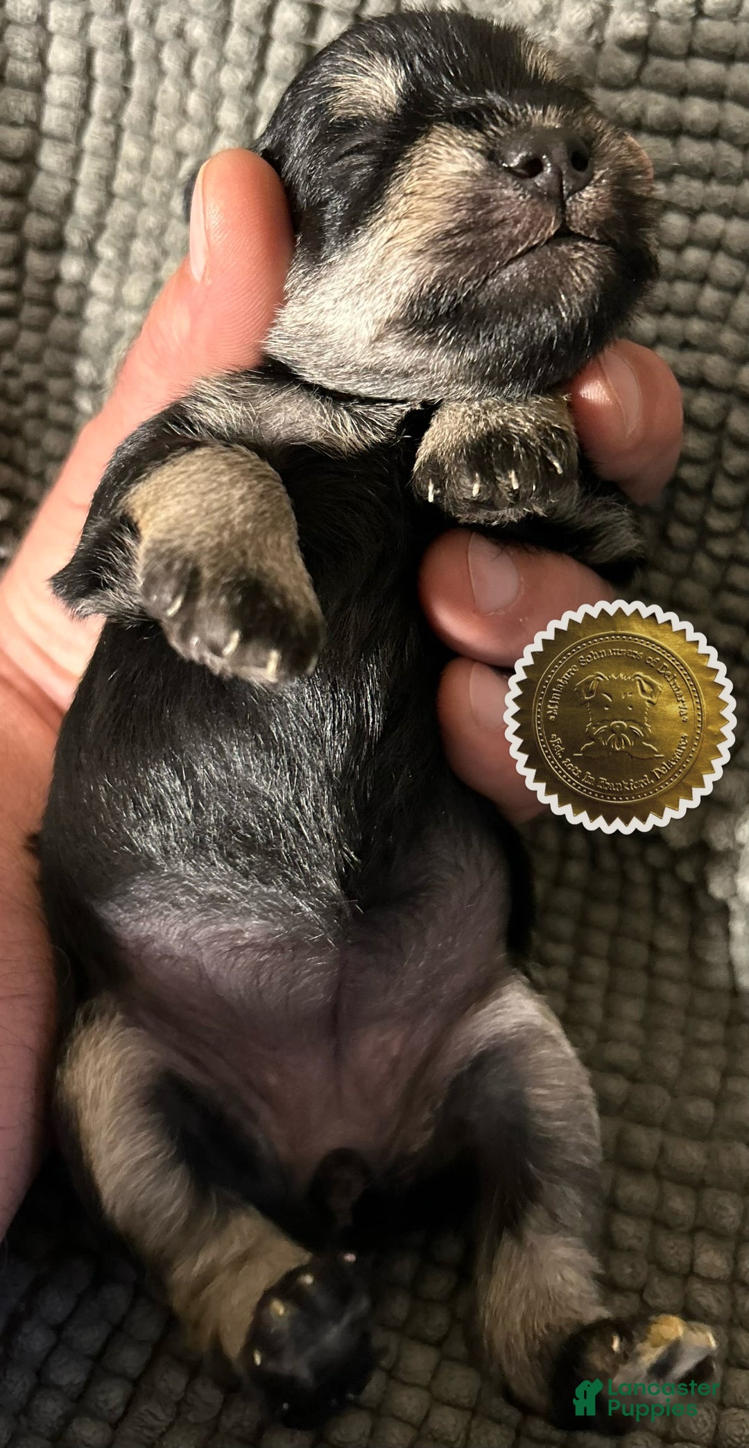 Miniature Schnauzer dogs for sale: ROSIE - Ad 6