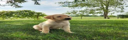 Labrador Retriever dogs for sale: Lucy - Ad 5