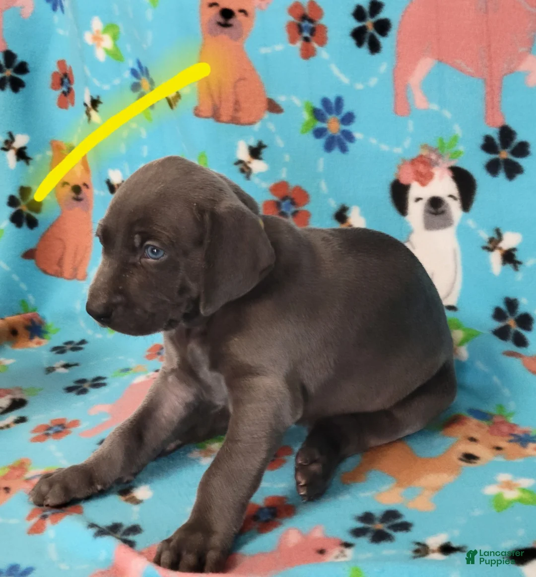 Weimaraner dogs for sale: Yellow - Ad 1