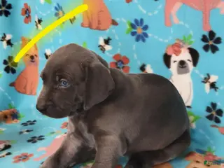 Weimaraner dogs Yellow - Ad 9
