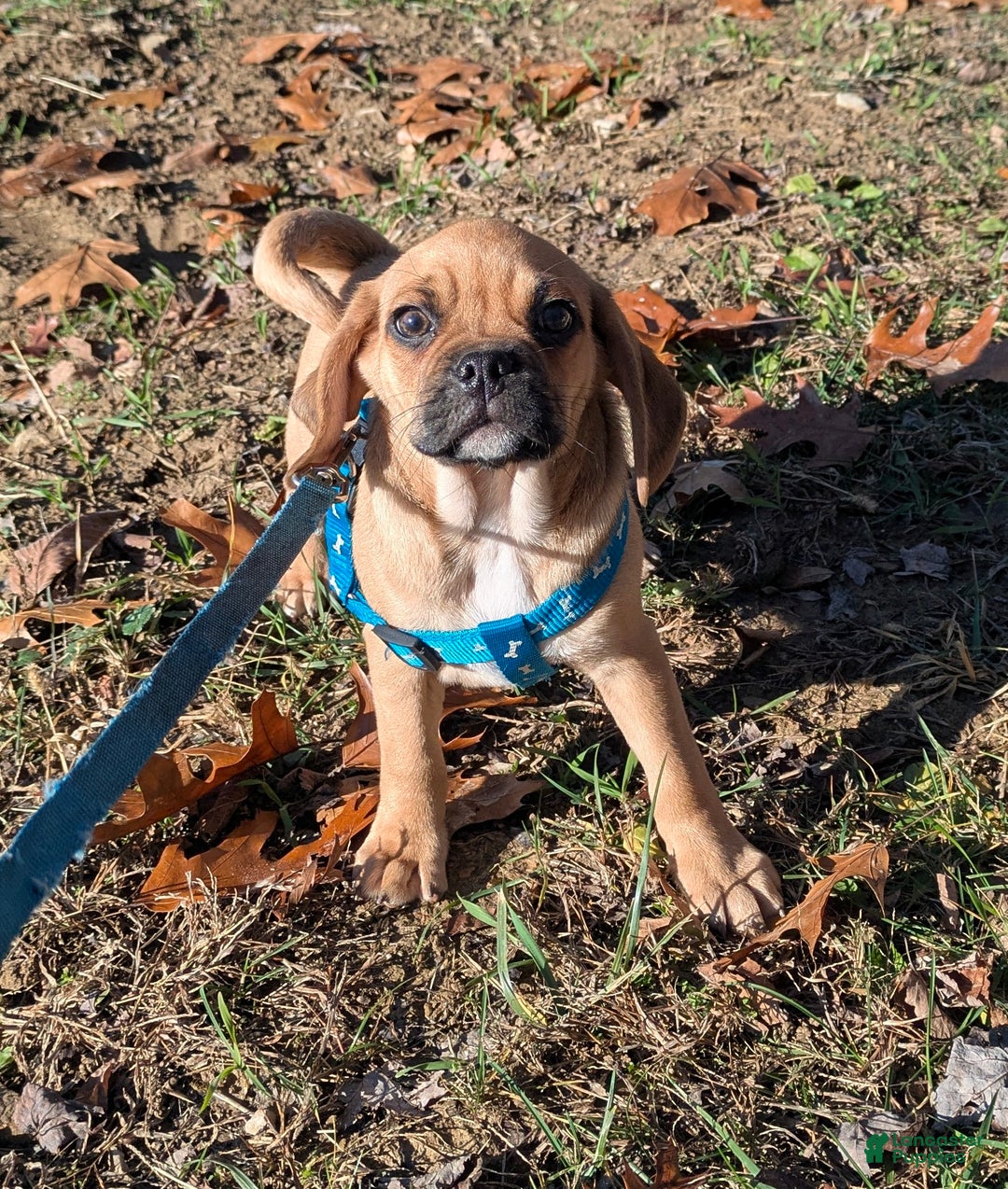 Puggle dogs for sale: Brent - Ad 11
