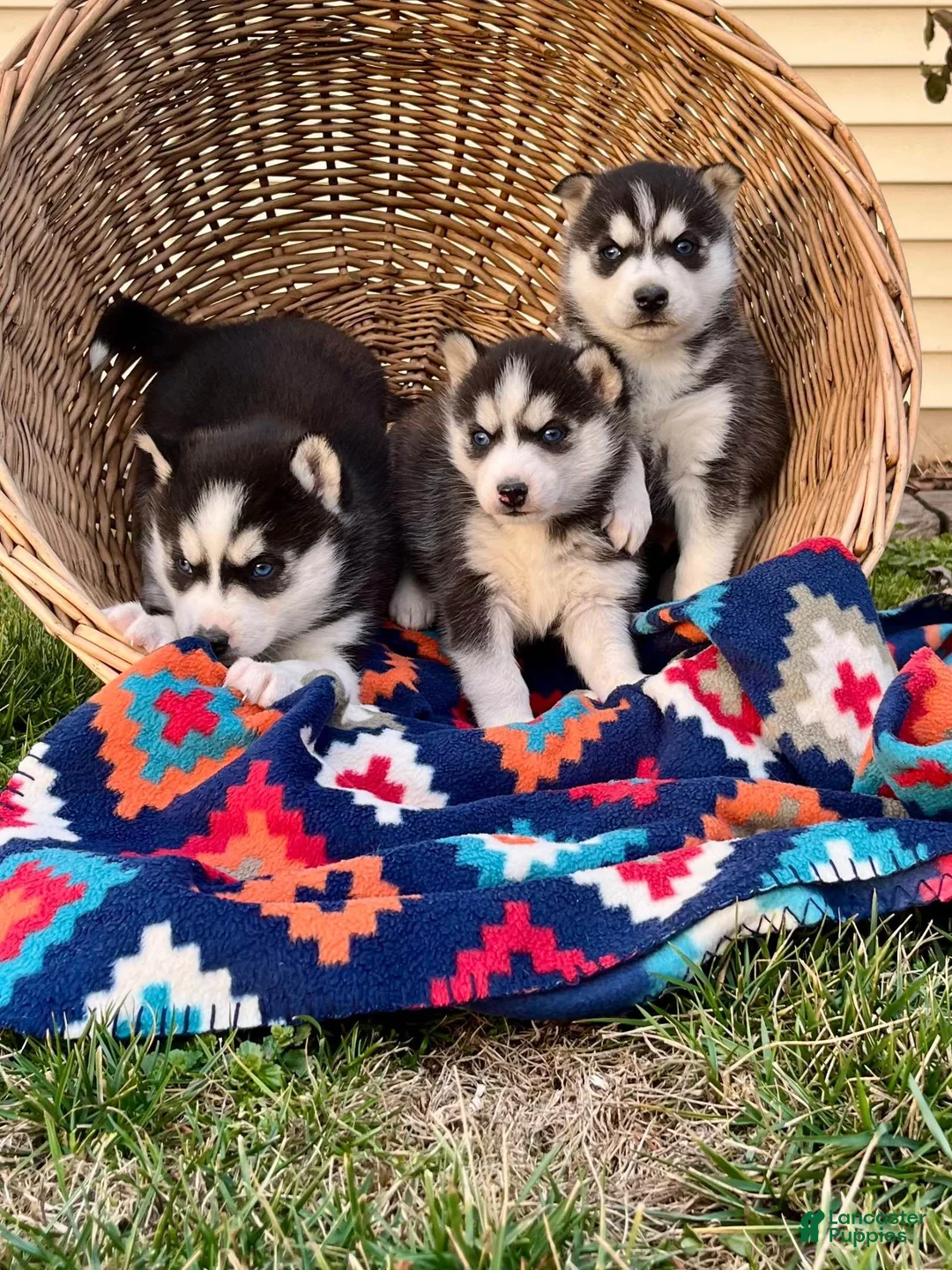 Siberian Husky dogs for sale: Alaskan❤️AKC Registered❤️Call 717-925-6681 - Ad 2