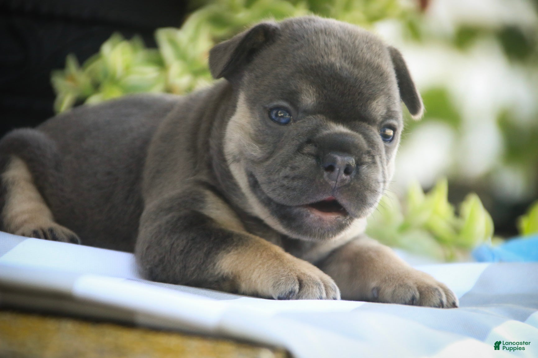 French Bulldog dogs Mia French Bulldog  - Ad 2