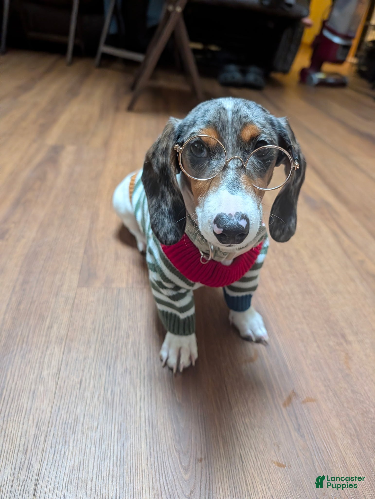 Dachshund dogs for sale: Bowie - Ad 13