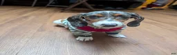 Dachshund dogs for sale: Bowie - Ad 1