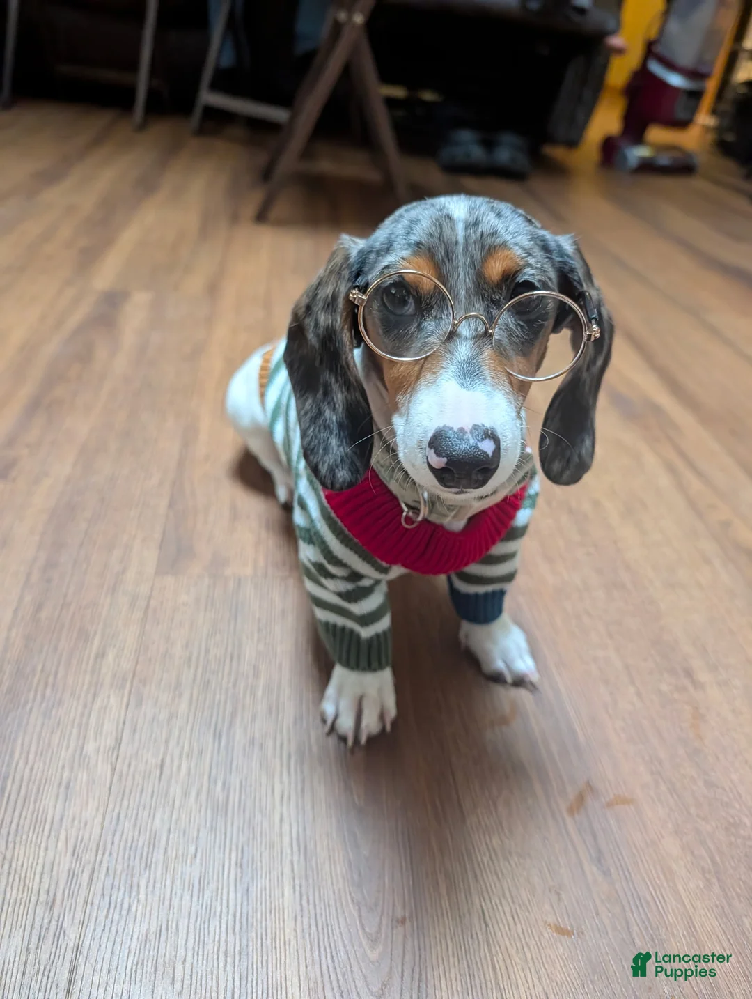 Dachshund dogs for sale: Bowie - Ad 1