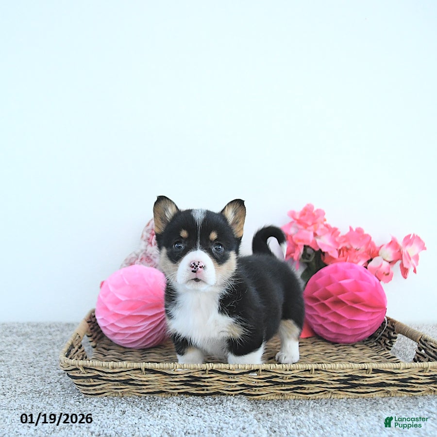 Welsh Corgi Pembroke dogs Princess - Ad 7