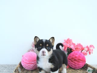 Welsh Corgi Pembroke dogs Princess - Ad 14