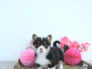 Welsh Corgi Pembroke dogs Princess - Ad 3