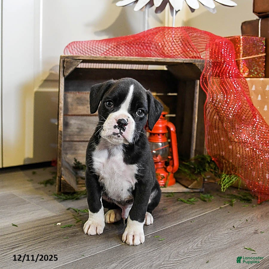 Boxer dogs Patches - Ad 9