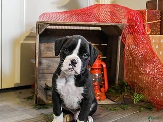 Boxer dogs Patches - Ad 1