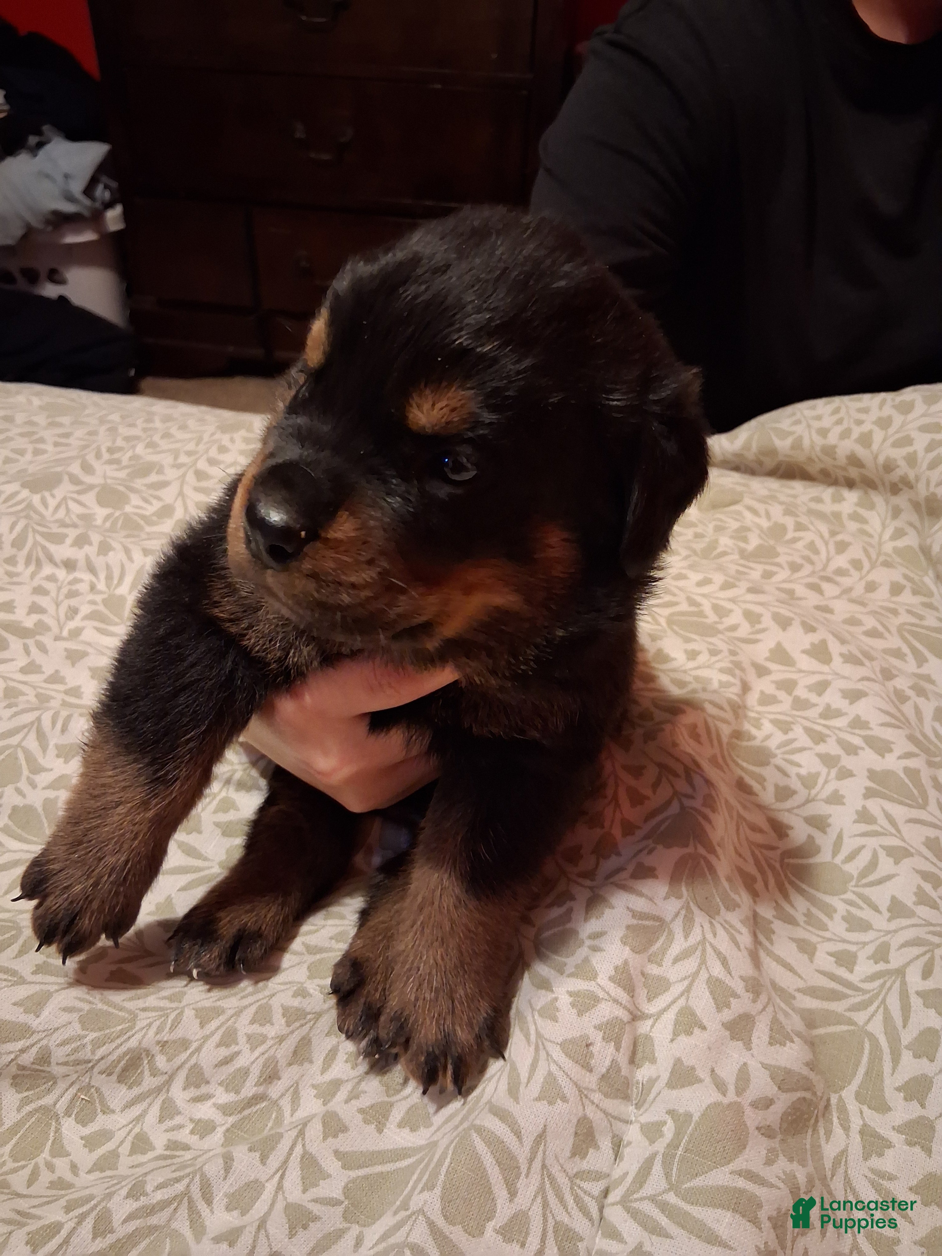 Rottweiler dogs for sale: Rottweiler Puppy 10 - Ad 1