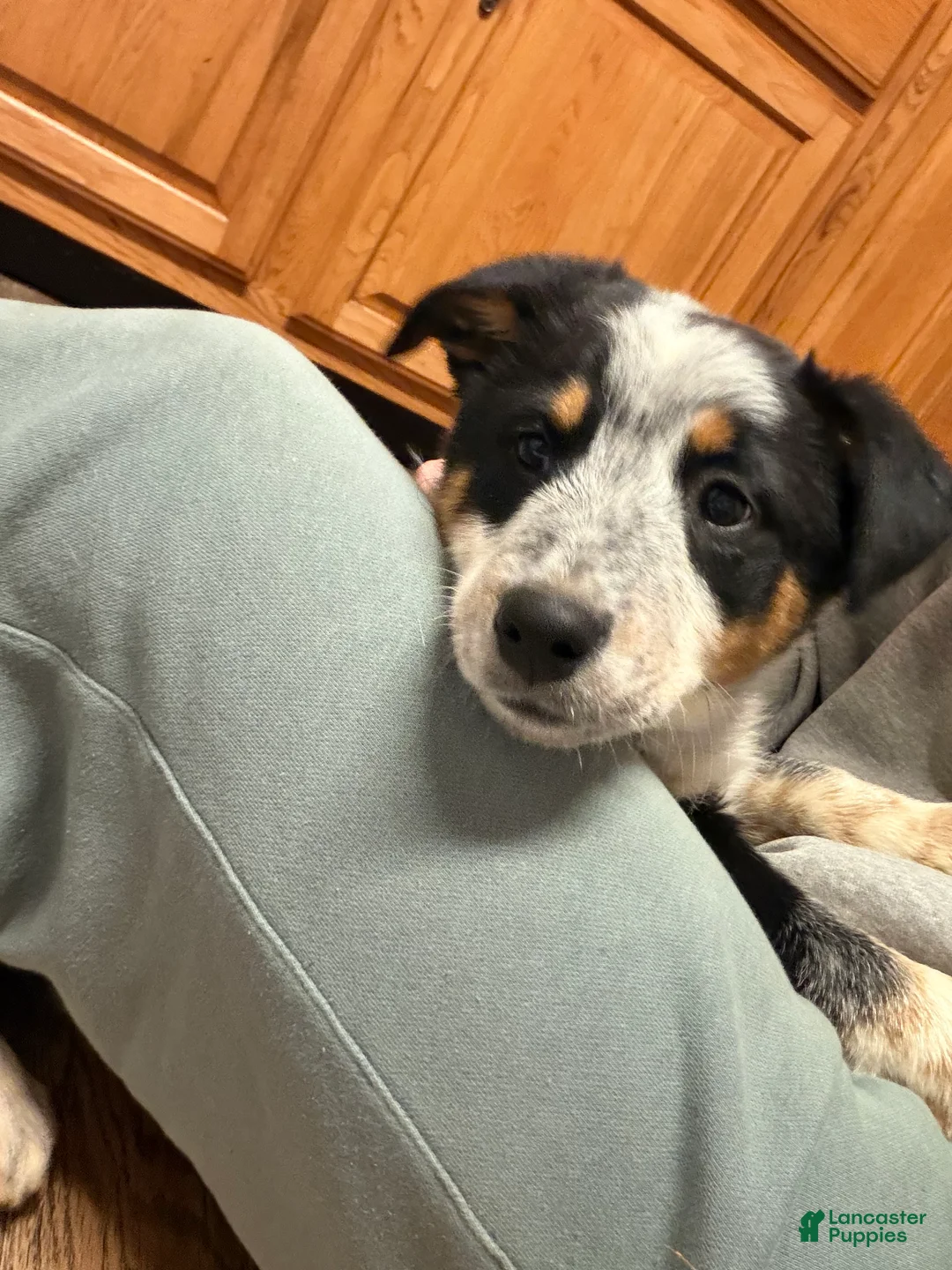Australian Cattle Dog dogs for sale: Tommy - Ad 8