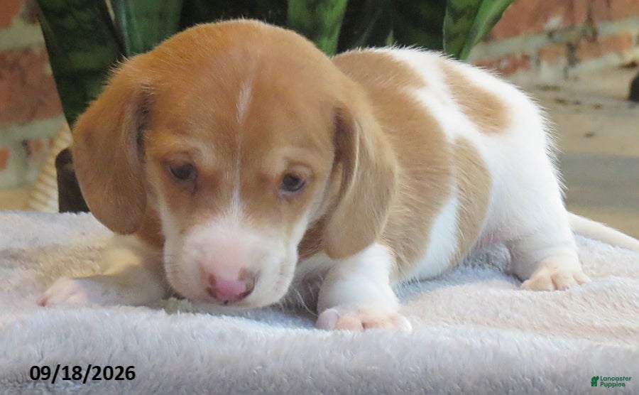 Miniature Dachshund dogs Smores - Ad 1
