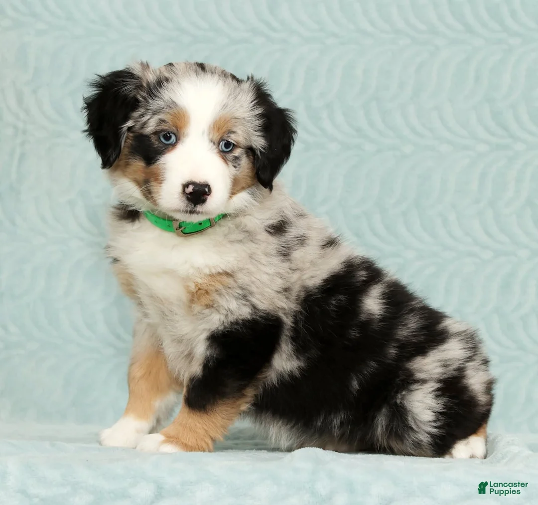 Australian Shepherd dogs for sale: Abby - Ad 3
