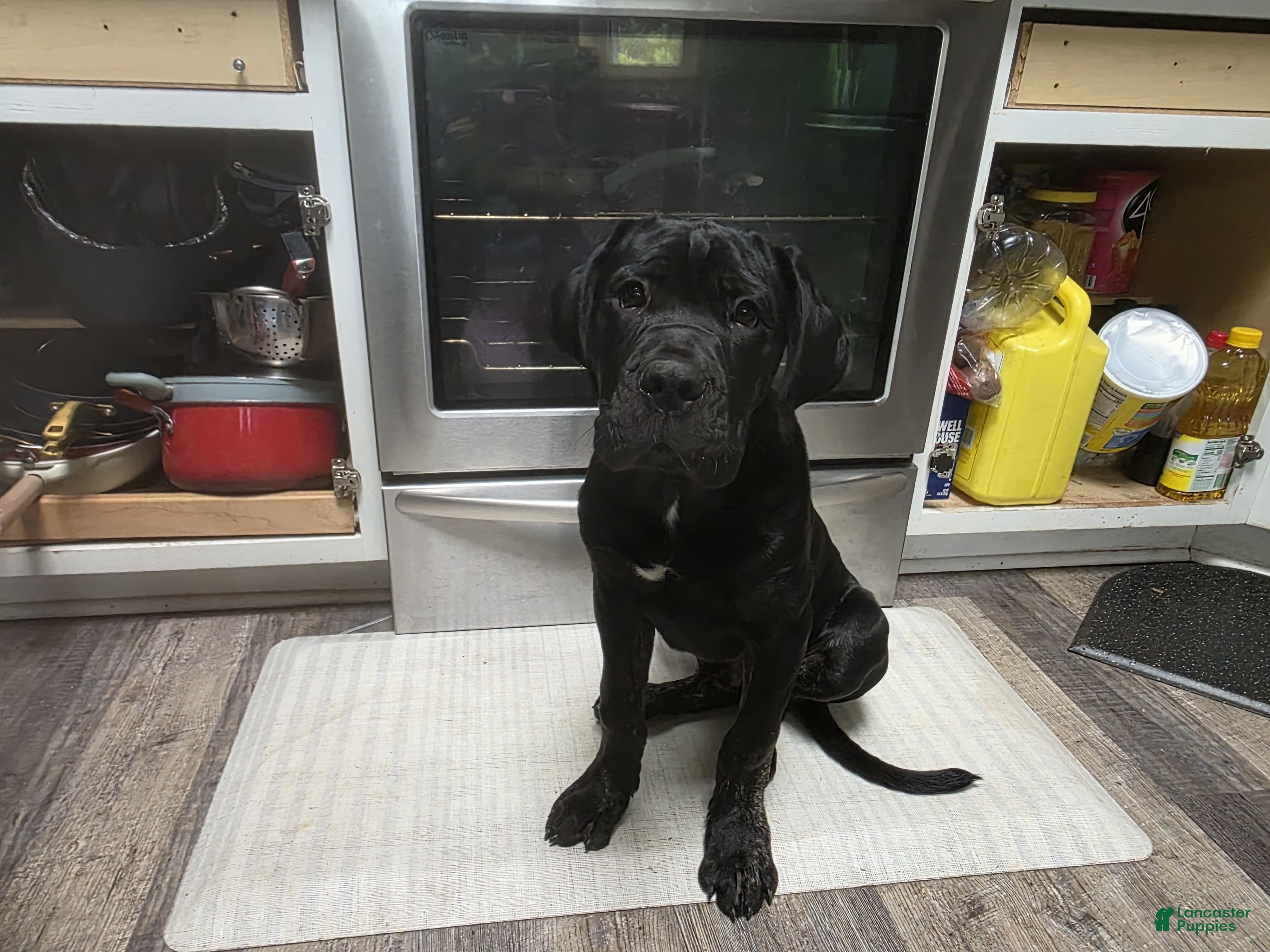 Cane Corso dogs Cane Corso Puppy 1 - Ad 2