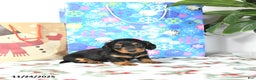 Miniature Dachshund dogs for sale: Lilly - Ad 5