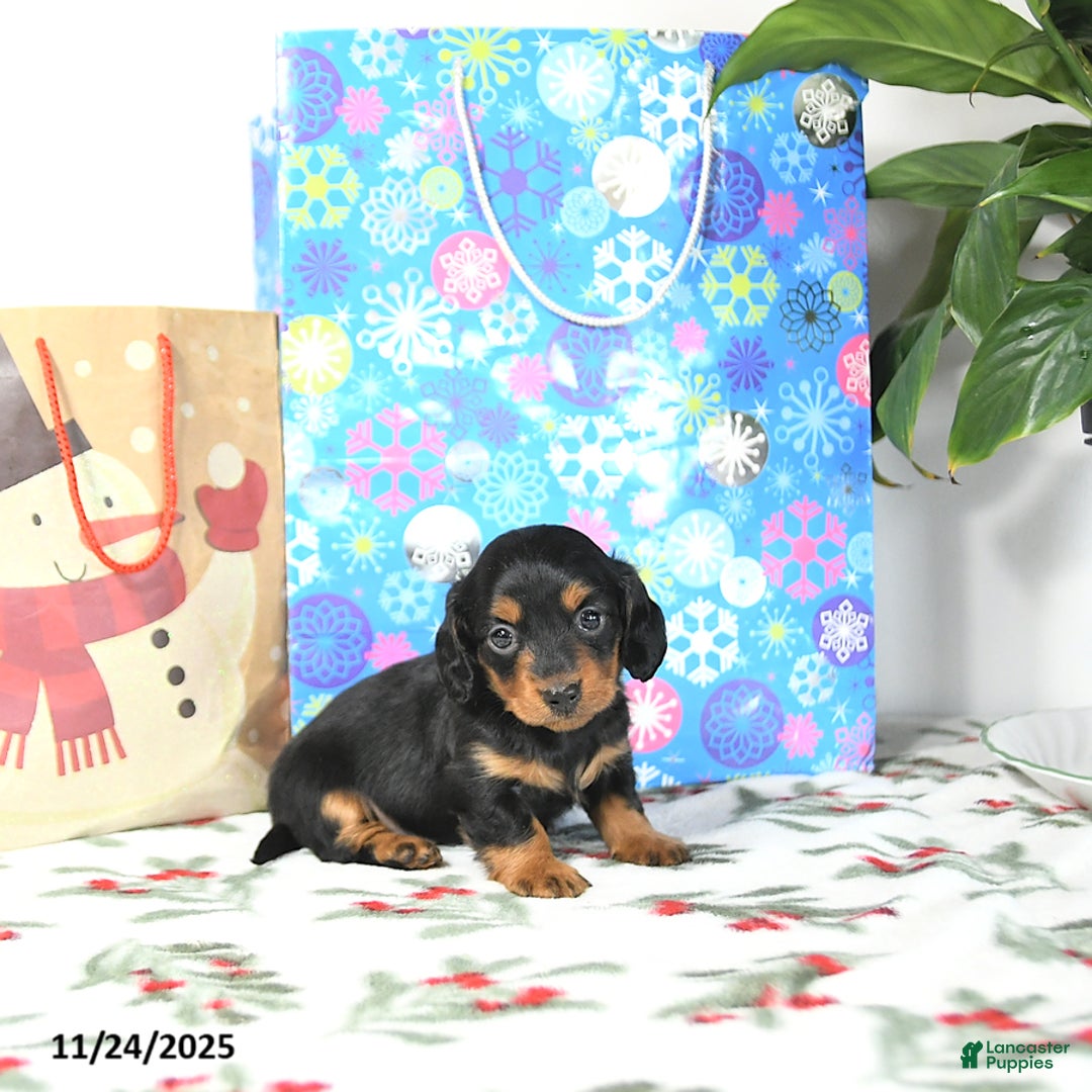 Miniature Dachshund dogs for sale: Lilly - Ad 5