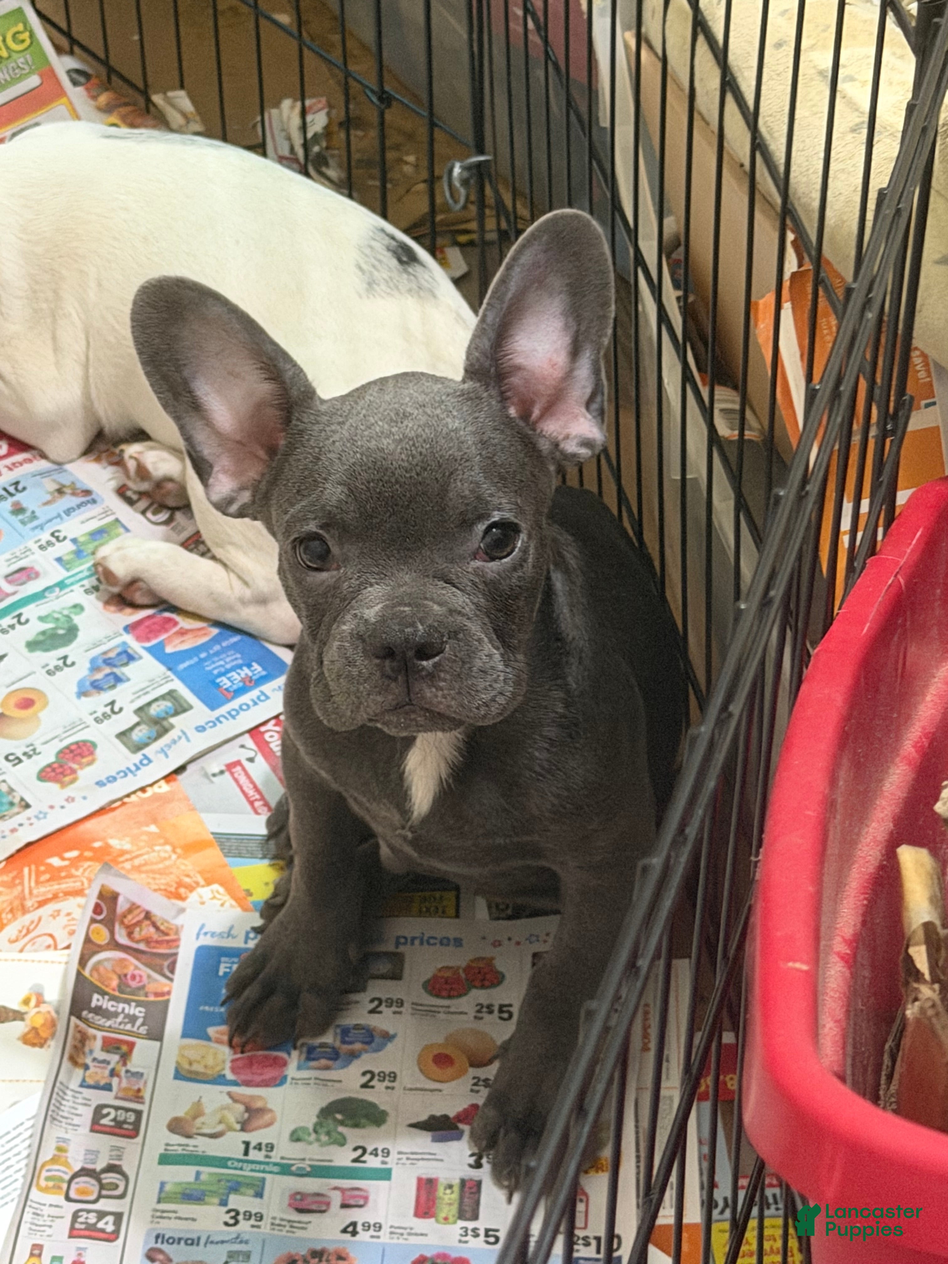 French Bulldog dogs Blake - Ad 1