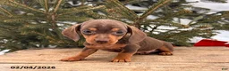 Miniature Dachshund dogs for sale: Carly - Ad 1