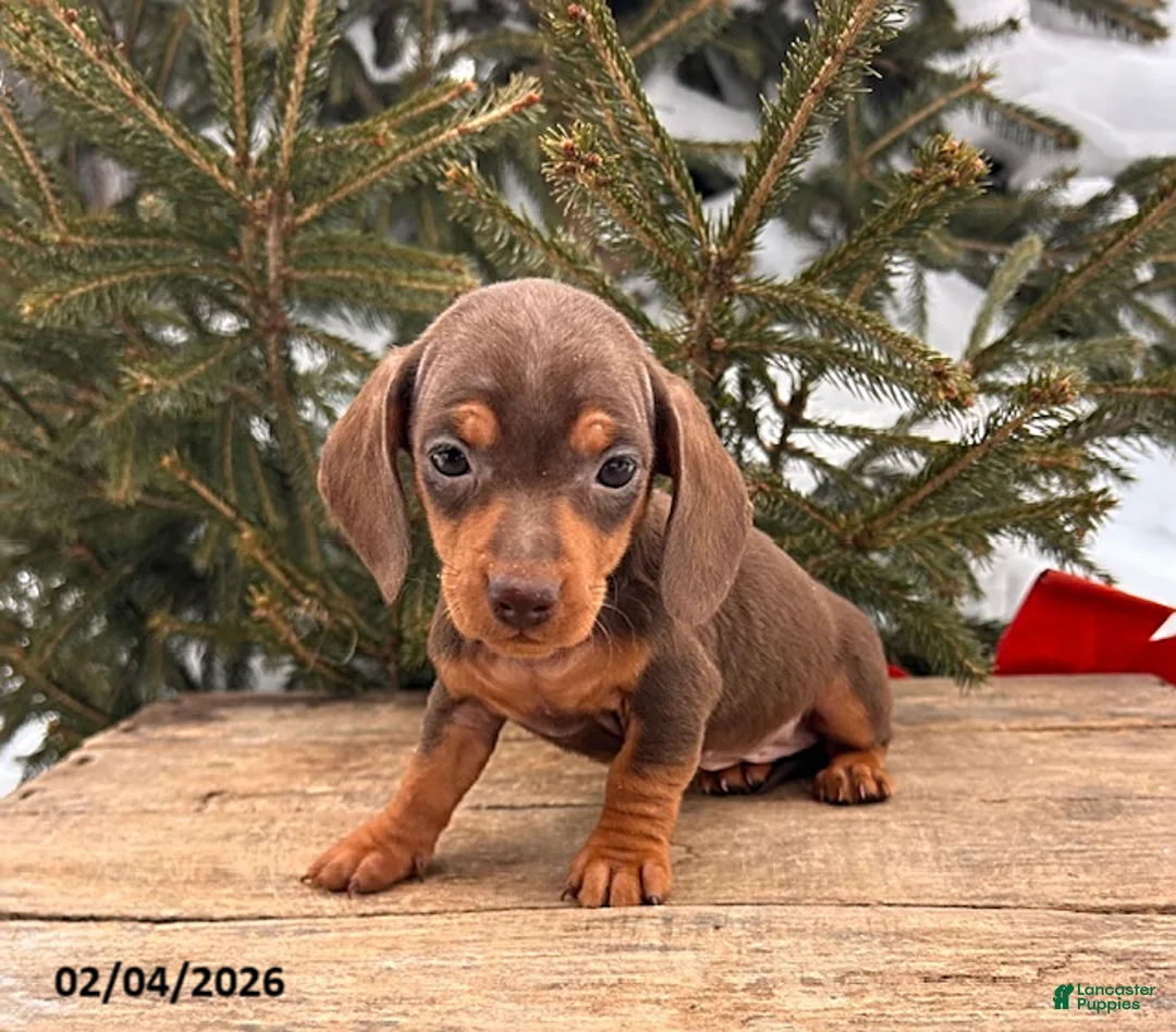 Miniature Dachshund dogs for sale: Carly - Ad 1