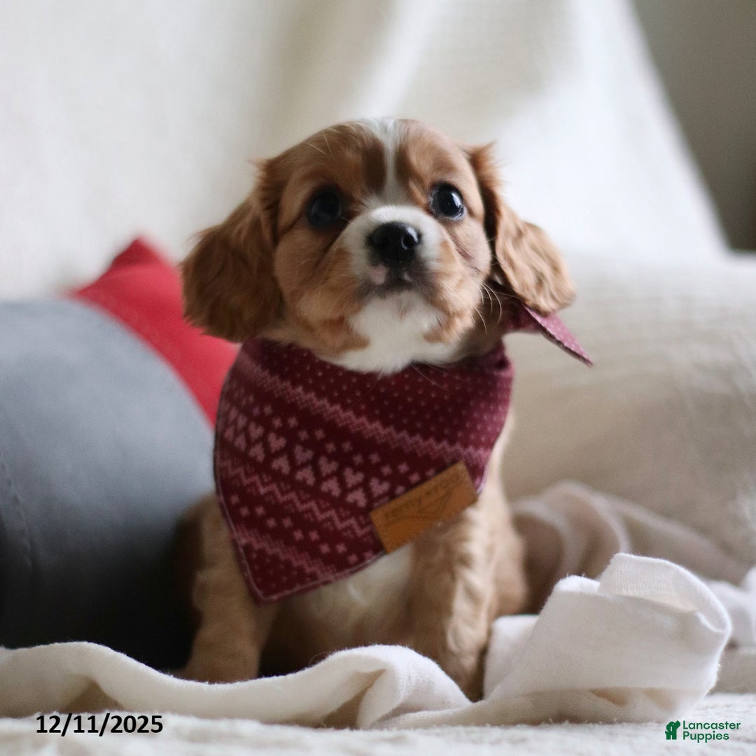Cavalier King Charles Spaniel dogs for sale: Lucas - Ad 4