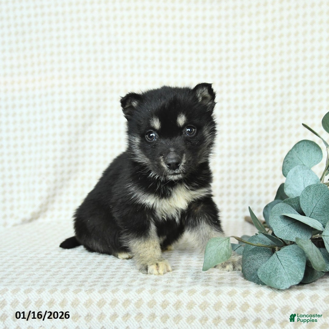 Alaskan Malamute dogs for sale: Buster - Ad 2