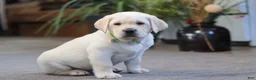 Labrador Retriever dogs for sale: Steve - Ad 1