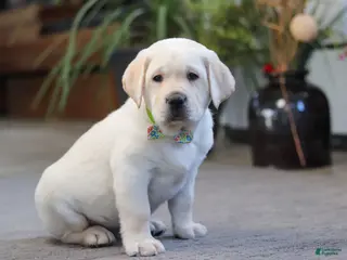 Labrador Retriever dogs Steve - Ad 4