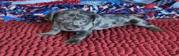 Miniature Dachshund dogs for sale: Speckles Wire - Ad 3