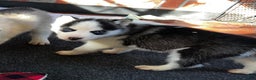 Siberian Husky dogs for sale: Siberian Husky Ash - Ad 4