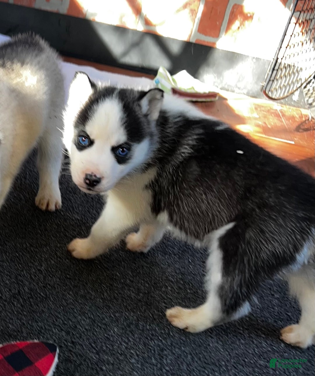 Siberian Husky dogs for sale: Siberian Husky Ash - Ad 4