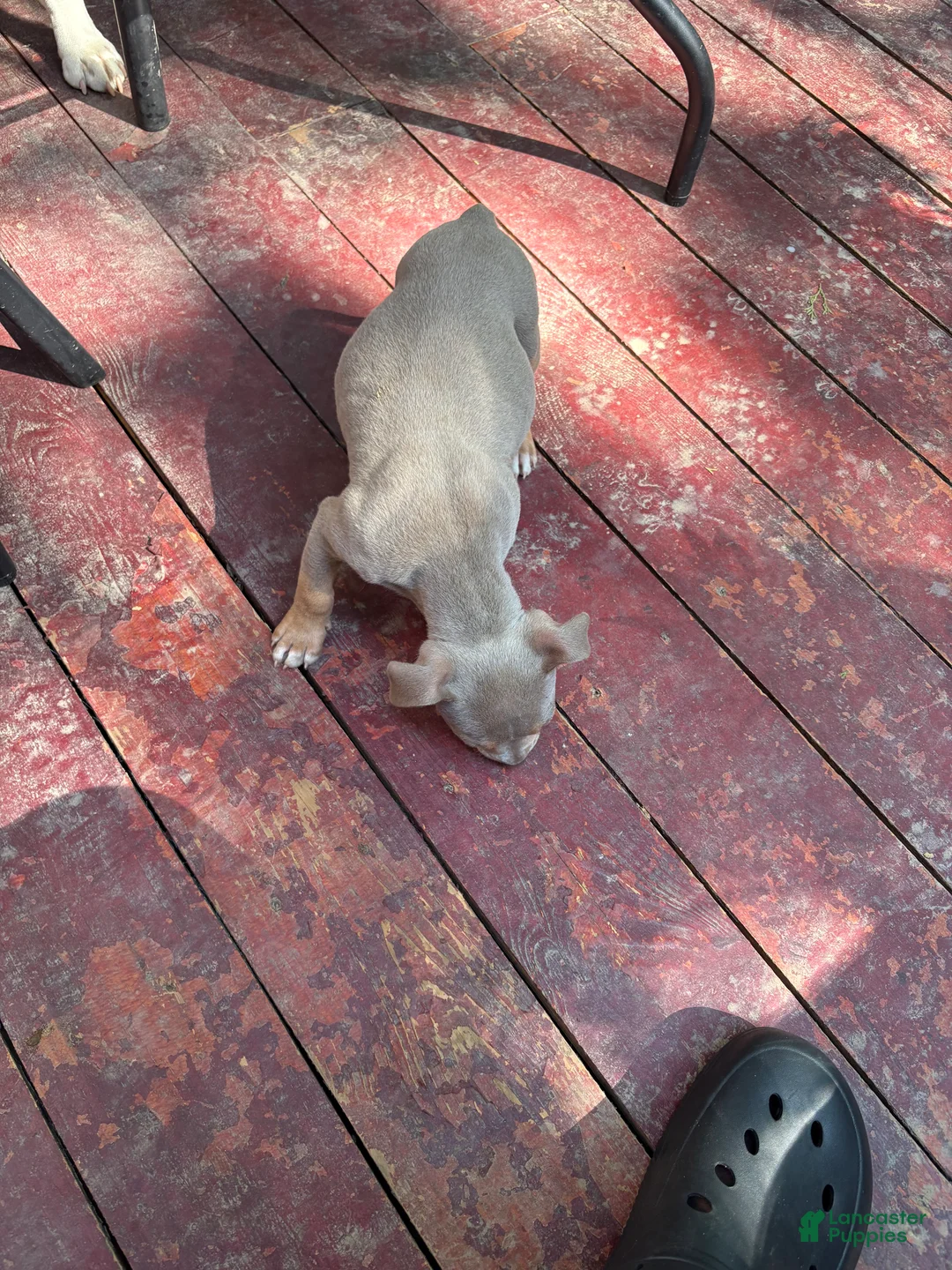 American Bully dogs for sale: American Bully Puppy 2 cinnamon  - Ad 2