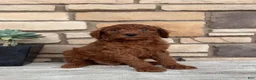 Mini Goldendoodle dogs for sale: Samson - Ad 1