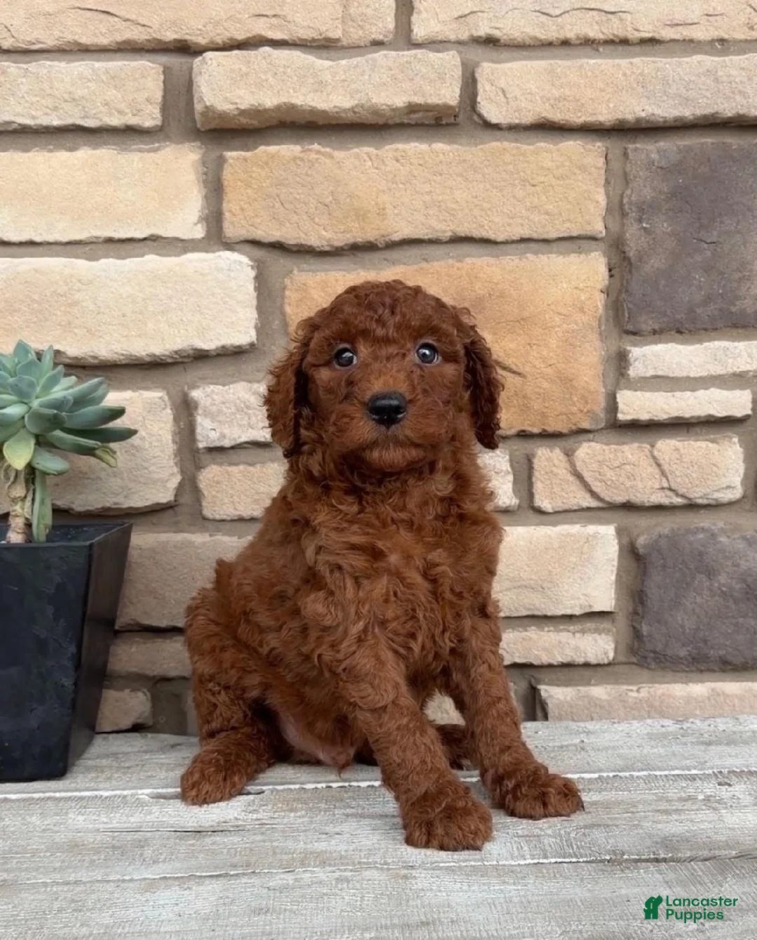 Mini Goldendoodle dogs for sale: Samson - Ad 1